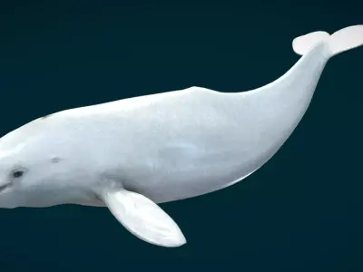 Beluga Whale Animated Low-poly 3D model