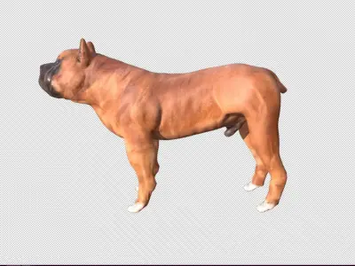 Boxer Dog Low-poly 3D model