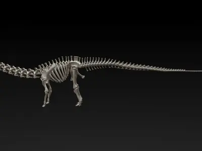 3D Diplodocus Skeleton Low-poly 3D model