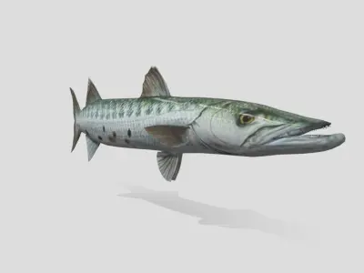 Barracuda  Realistic Animated Low-poly 3D model