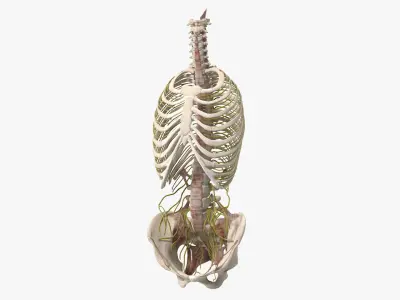 Female Spine Anatomy 3D model