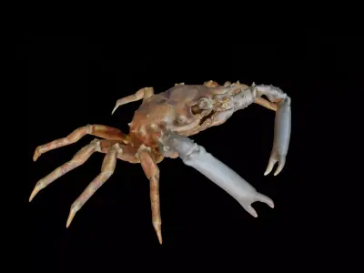 Crab photorealistic 3D model