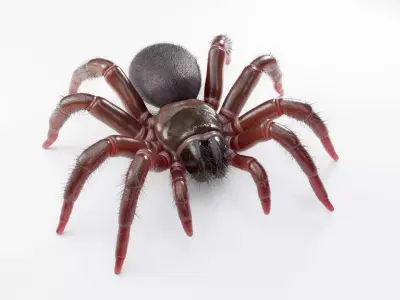 Trapdoor Spider Low-poly 3D model