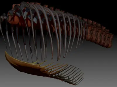 Dinosaur Giganotosaurus Rib Set Skeletons 3D model