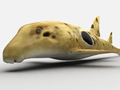 EPAULETTE SHARK Low-poly 3D model