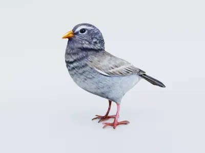 Bird Animal Free 3D model