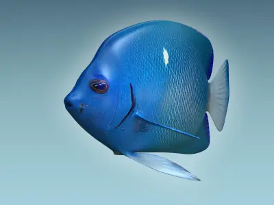 Anglefish 2 angelfish 3D model