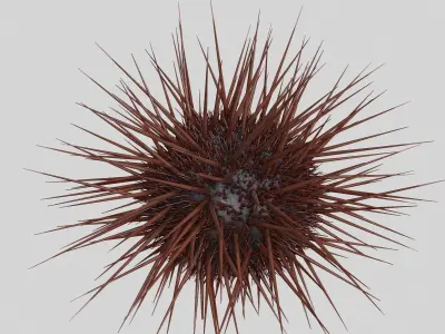 Sea urchin V1 3D model