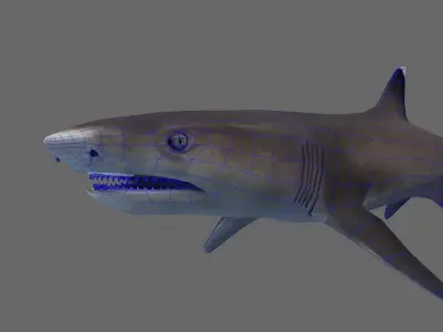 Whitetip Reef Shark Low-poly 3D model