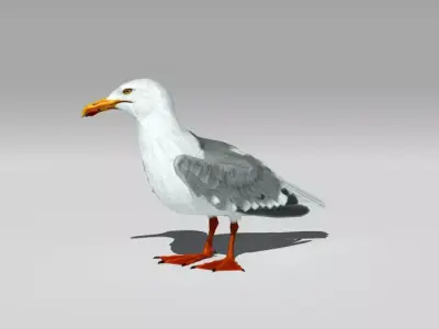 Seagull Low-poly 3D model