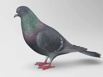 Pigeon B - Folded Wings 3D model