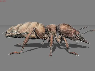 Termite Isopetra Animal Low-poly 3D model