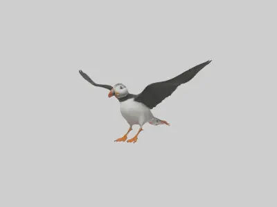 Puffin flying model Low-poly 3D model