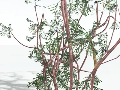 EVERYPlant Baiera LowPoly 3 --14 Models-- Low-poly 3D model