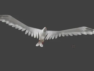 seagull animated 3D model