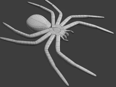 A small Spider 3D print model