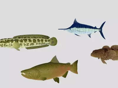 Fish Collection 03 Low-poly 3D model