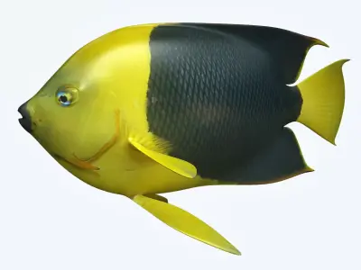 Angle Fish 18 3D model