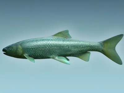 Troutfish shark flying in sky 3D model
