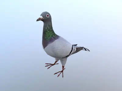 Pigeons Dove Low-poly 3D model