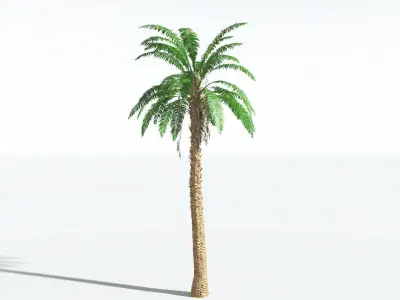 EVERYPlant African Oil Palm 3 --16 Models-- 3D model