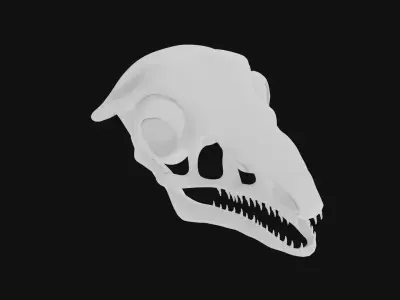 Archaeopteryx skull 3D model