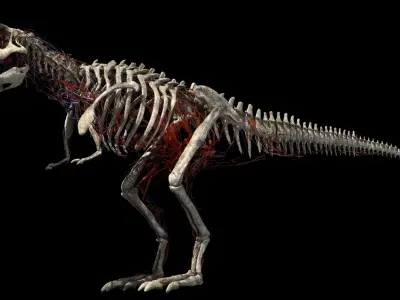 Tyrannosaurus Rex Anatomy 3D model