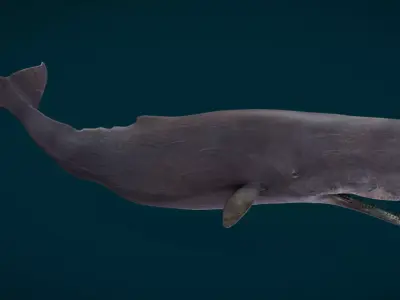 Sperm Whale Animated Low-poly 3D model