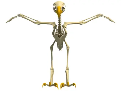 Full Body Eagle Skeleton 3D model