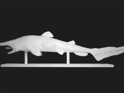 Goblin Shark Model 3D model