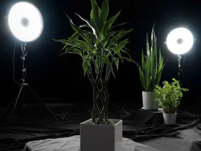  Bamboo Trellis Plant Model 