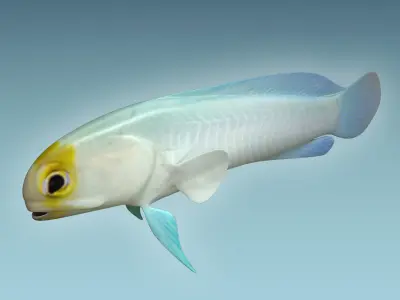 Yellow Head Fish 3D model