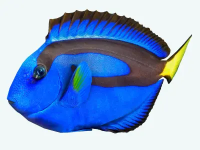 Fish Paracanthurus hepatus Low-poly 3D model