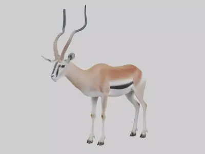 Cuviers gazelle Low-poly 3D model