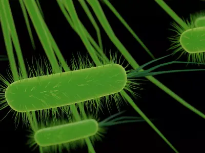 Bacteria bacterium 3D model