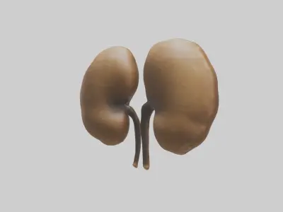 Cheetah Kidneys Low-poly 3D model