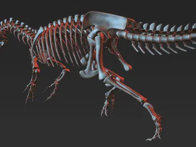 Allosaurus skeleton model Low-poly 3D model