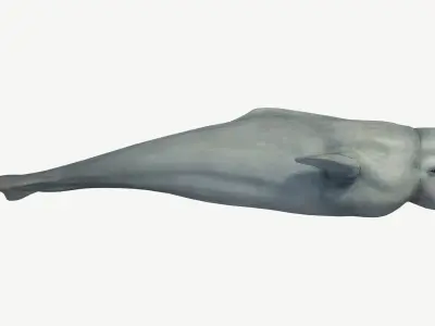 Beluga Whale Low-poly 3D model