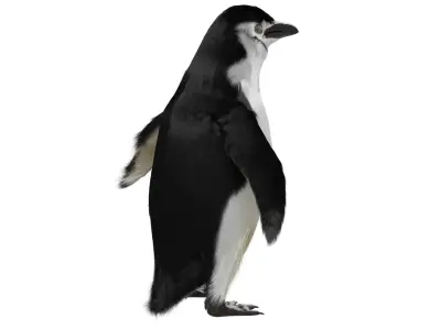 Penguin 3D model