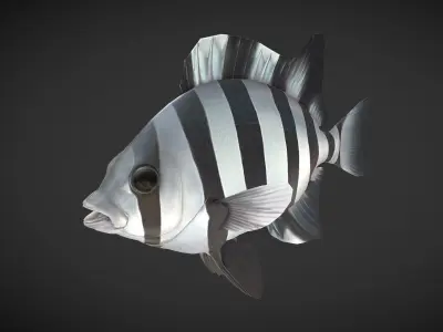 Fishes 02 Low-poly 3D model