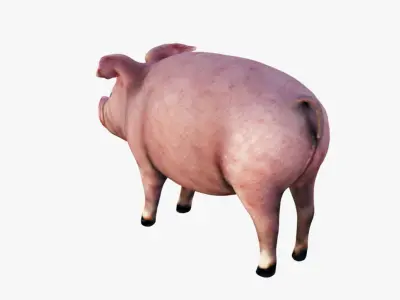 Pig Animal Free 3D model