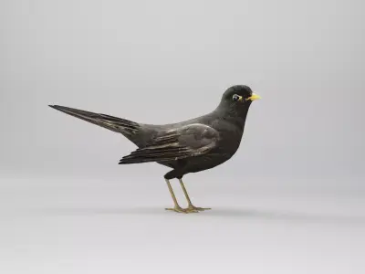 BLACK BIRD RIGGED 3D model