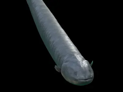 Electrophorus Electricus Static Low-poly 3D model