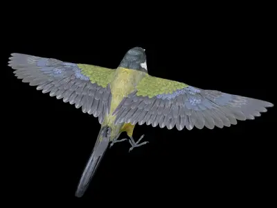 Great tit bird 3D model