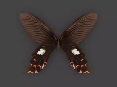BFLY-008 Butterfly 3D model