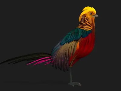 Pheasant A4 3D model