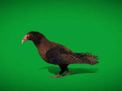 Turkey Black Vulture Low-poly 3D model