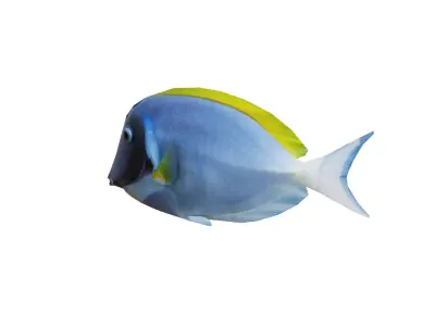 Low-Poly Acanthurus Leucosternon Animated Low-poly 3D model
