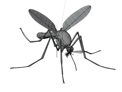 Realistic Mosquito 3D model