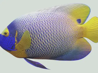 Blue girdled Angelfish set 02 Low-poly 3D model